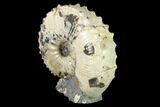 Fossil Hoploscaphites Ammonite - South Dakota #131226-2